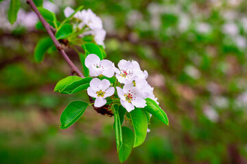 Apple tree twig with flowers.