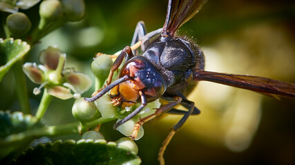 macro of a wasp