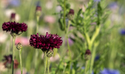 Colourful wild flowers, including cornflowers, photographed on a roadside verge in Ickenham, West London UK. The Borough of Hillingdon has been planting wild flowers next to roads to support wildlife.