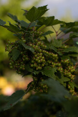 Fototapeta premium grapes on the vine