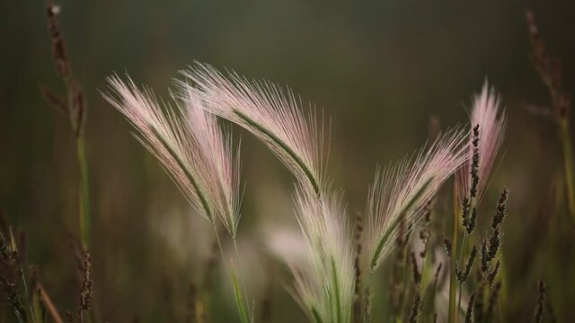 Foxtail, lyric background, loopable