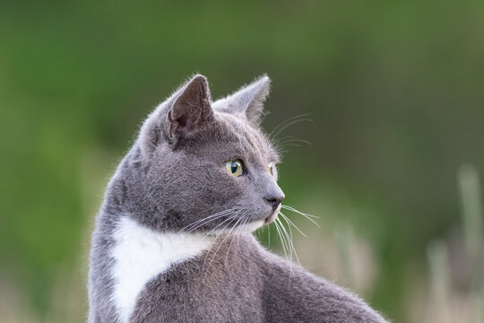 Grey Cat Watching A Straw Og Grass With A Green Clean Background. Shot In Sweden, Scandinavia