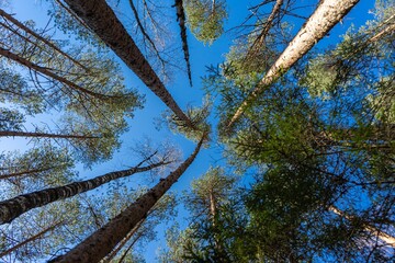 look from below at the tops of the trees.