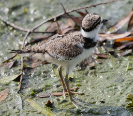 juvenile plover