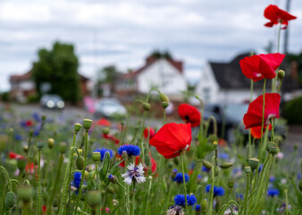 Obraz premium Colourful wild flowers, including red poppies, on a roadside verge in the Borough of Hillingdon, west London, UK. Wild flowers are planted to attract insects. 