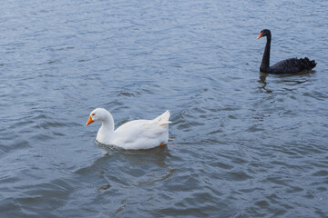 Plakat White and black swans float on the lead-colored water surface.