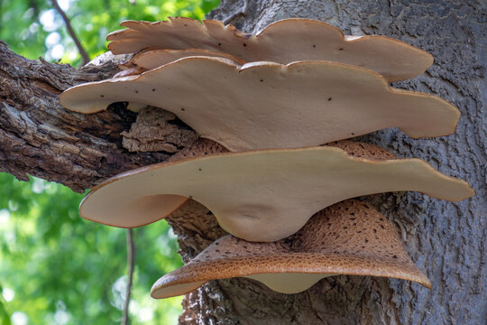 Close-up of a parasitic fungus growing on a tree