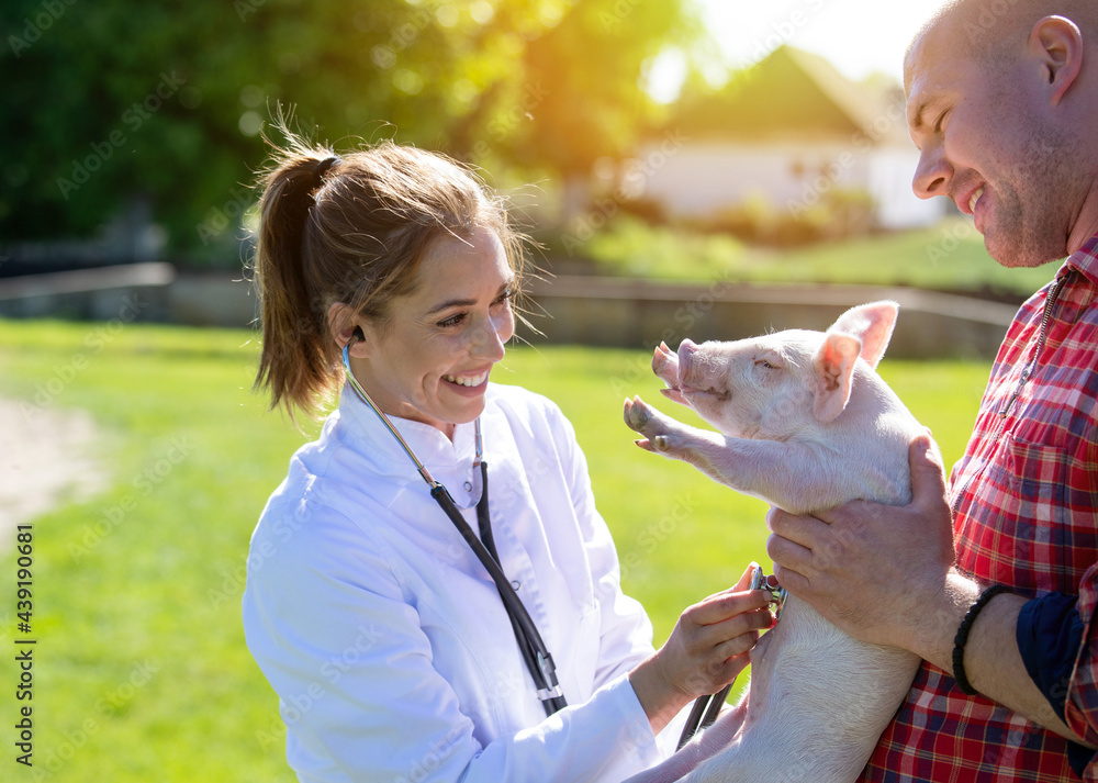 Wall mural Vet using stethoscope examining piglet held by farmer on ranch.