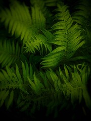 textured background of dark green fern leaves, abstraction