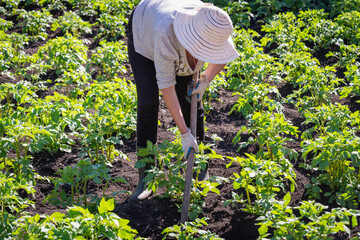 A worker processes potatoes in the field.