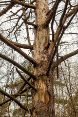 Old dry tree, bad ecology concept, forest landscape.