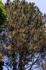 Fototapeta premium Looking upwards a pine tree canopy and blue sky. Adobe RGB color space.