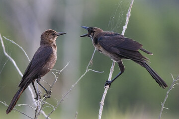 boat tailed grackle 