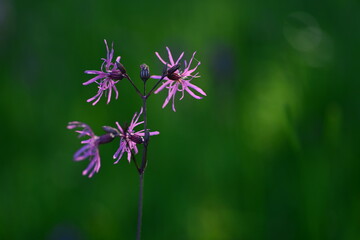 Ragged Robin plant, Jersey, U.K. Macro image of Spring  marsh wildflowers.