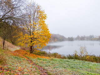 Fototapeta premium Autumn leaf fall. A path in a misty autumn park with falling leaves. Yellow maple by misty lake.
