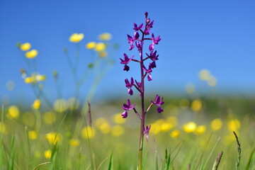 Jersey Orchid, U.K. Spring marsh wildflowers.