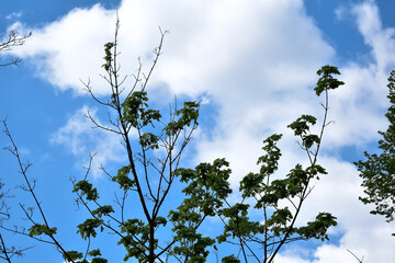 Gałęzie drzew na tle błękitnego nieba.