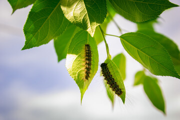 Caterpillars eat green leaves on the tree.