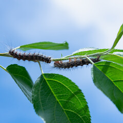 The caterpillar is crawling over green leaves.