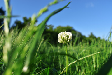 Kwiat koniczyny 2 © Hanna