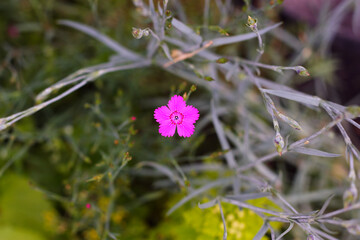 Little violet Dianthus deltoides single flower on the blurred summer background. Selective focus.