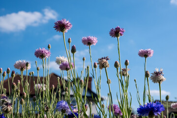 Colourful wild flowers, including cornflowers, photographed on a roadside verge in Ickenham, West London UK. The Borough of Hillingdon has been planting wild flowers next to roads to support wildlife.