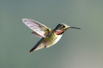 hummingbird in flight