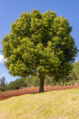 Tree in a grass field with forest in background