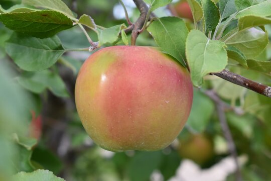 Red and green apples on a branch