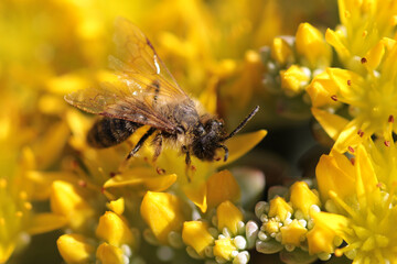bee on yellow flower