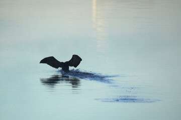 Cormorant landing on a lake