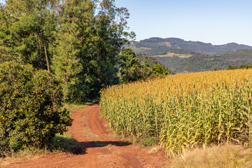 Obraz premium Farm road with corn plantation and forest