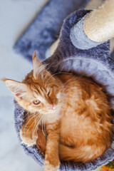 Maine Coon kitten in its gray soft home.
