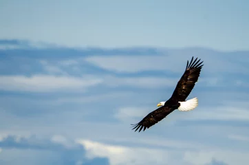 Tuinposter Soaring Eagle - A bald eagle soars with wings outstretched © Trudie