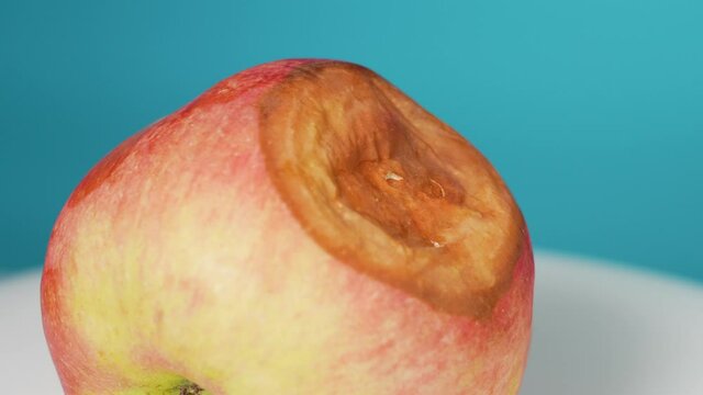 Close-up view 4k stock video footage of spoiled rotten organic apple on white background