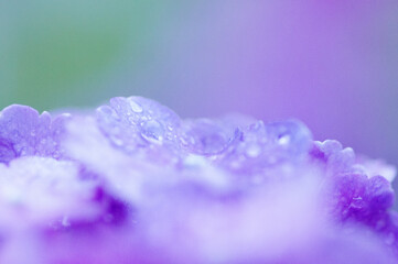 雨上がり、庭の紫陽花には雨粒が残る。梅雨の時期の楽しみ。青色の紫陽花の花言葉は辛抱強い愛情