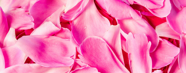 Flower petals for background or text .