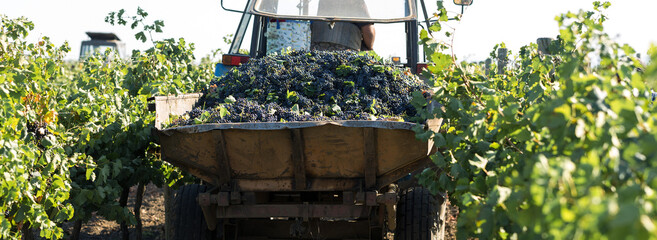 A large storage tank full of grapes for pressing. Traditional old technique of wine making.