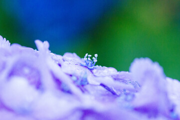 59 468 Macro Pigmentation Wall Murals Canvas Prints Stickers Wallsheaven