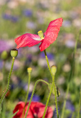 Red popy wild flowers, photographed in mid summer in the UK.