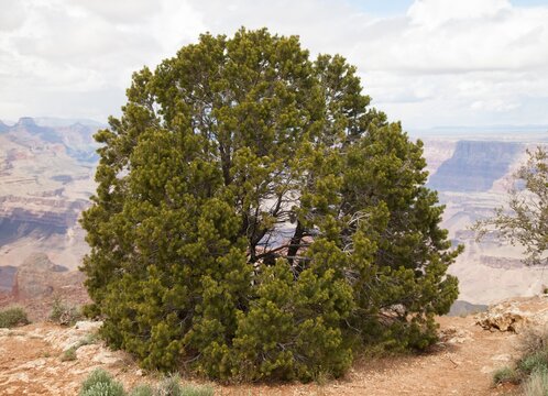 Two-Needle Pinyon (Pinus edulis) tree on south rim Grand Canyon National Park, Arizona