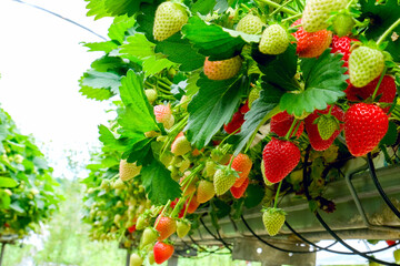 Strawberries plant. Red strawberries on the branches. Eco farm. Selective focus. Strawberry in a...
