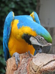 ルリコンゴウインコ