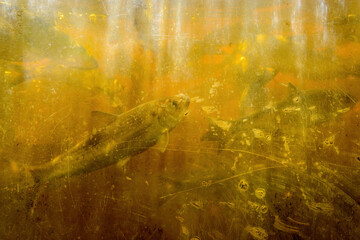 A scratched, chipped, and dirty translucent window in a salmon run. One salmon is visible close to the glass, other barely visible further back.