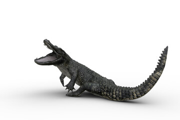 Fototapeta premium 3D illustration of an Alligator attacking with jaws wide open isolated on white.