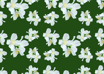jasmine flowers on a green background