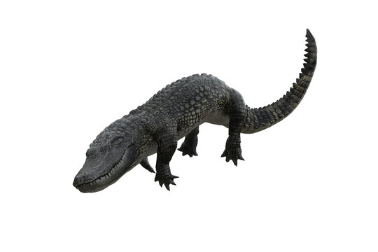 3D illustration of an Alligator diving under water isolated on white.