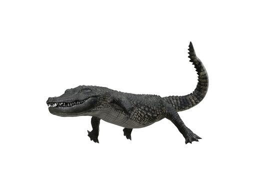 3D illustration of an Alligator hunting isolated on white.