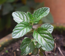 Close up small peppermint plant