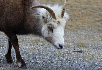 Closeup of a Stone Sheep (Ovis dalli stonei) along the Alcan highway in British Columbia